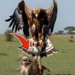 76-eagle-monkey-FB-Cover