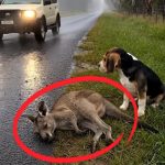 77-dog-kangaroo-Cover