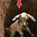77-goat-Cover