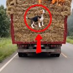 78-dog-stong-Cover