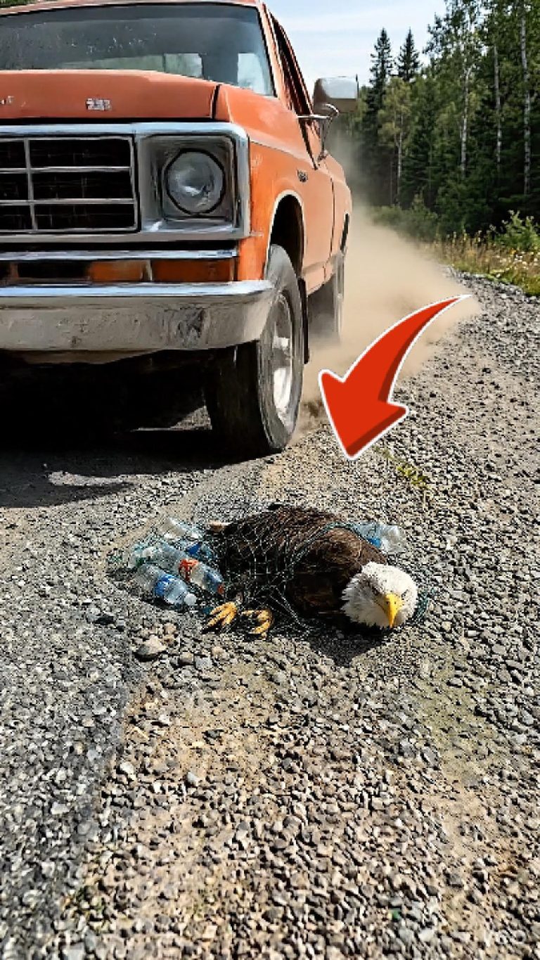 78-eagle-Cover