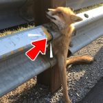 78-fox-trapped-Cover