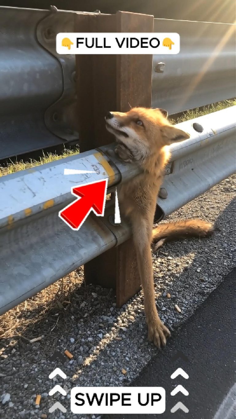 78-fox-trapped-Cover