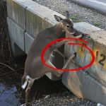 80-deer-trapped-Cover