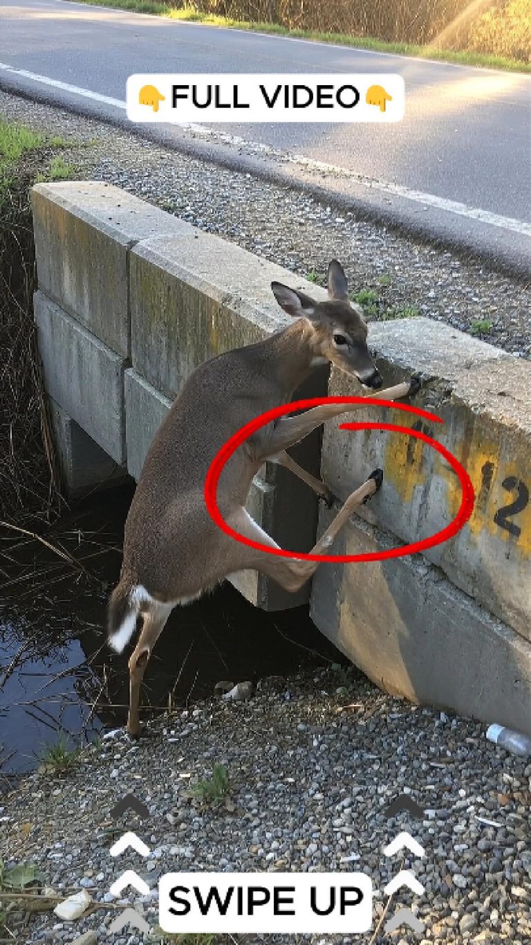 80-deer-trapped-Cover