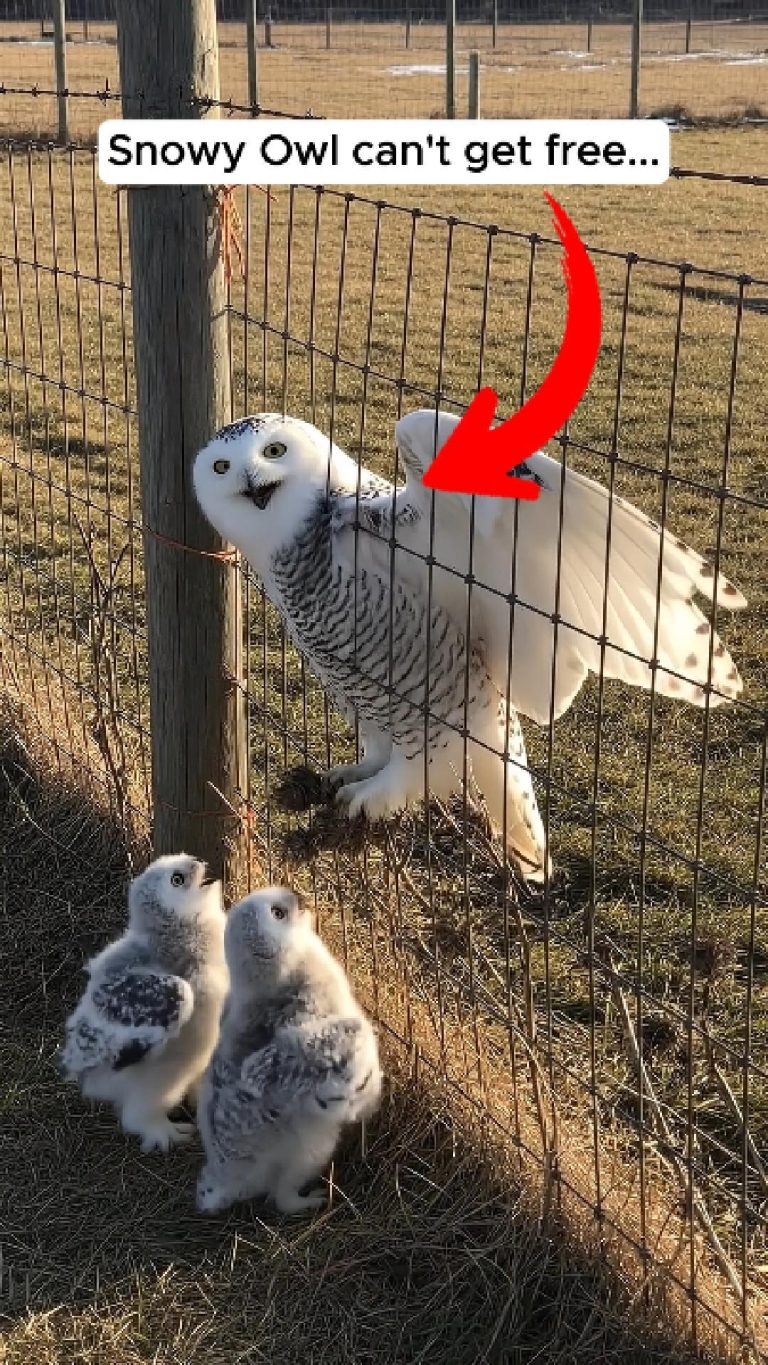 81-snowy-owl-Cover