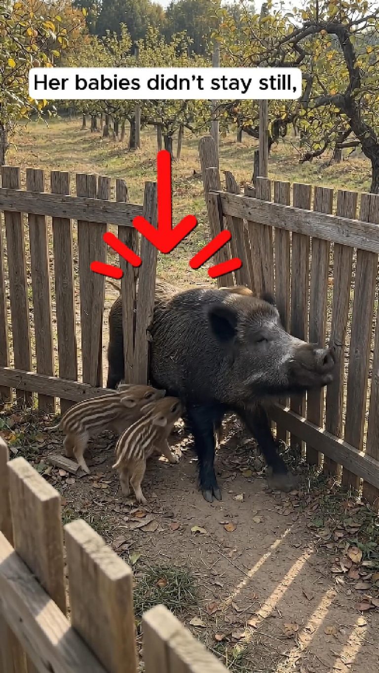 82-wild-boar-Cover