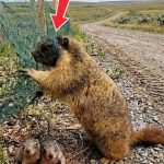 83-marmot-Cover