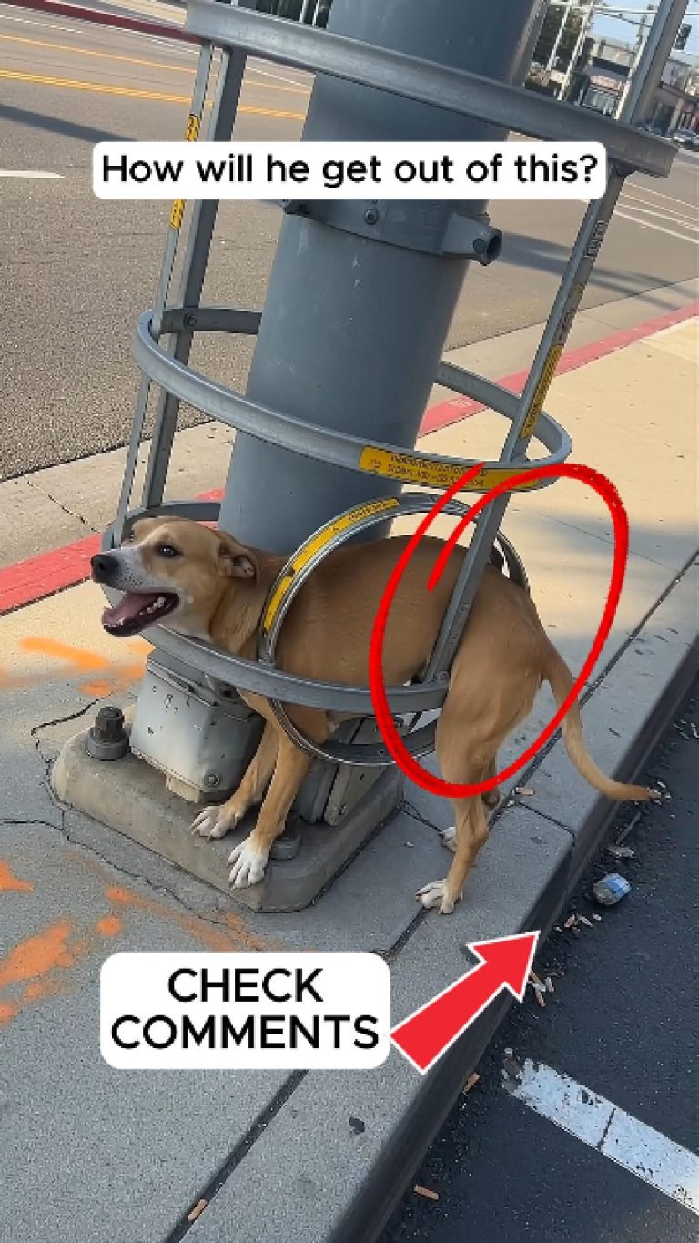 84-dog-Cover
