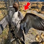 86-bird-stucked-Cover