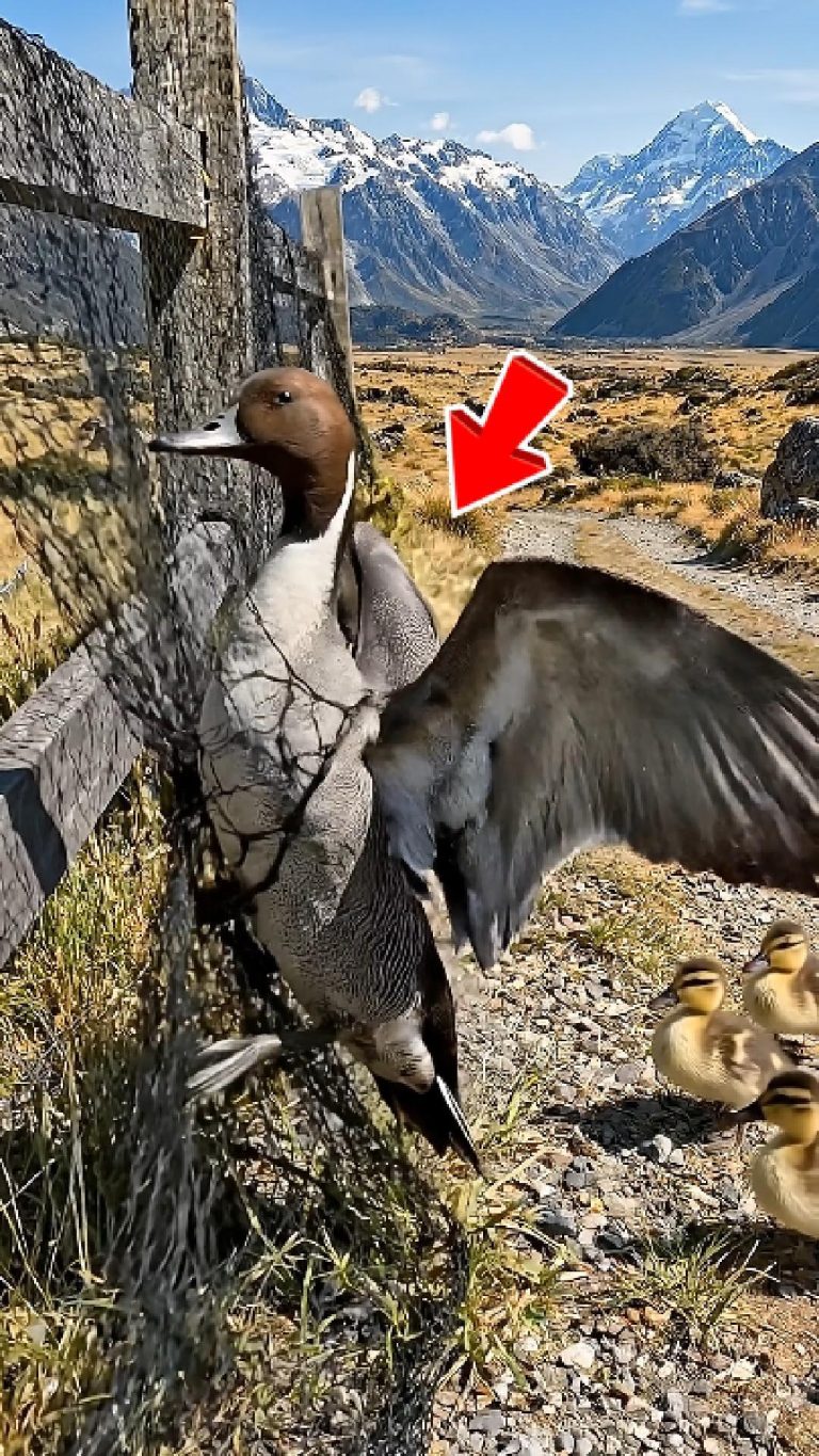 86-bird-stucked-Cover