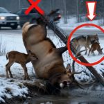 87-buck-deer-wolf-Cover