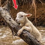 87-sheep-Cover