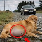88-pregnant-dog-Cover