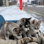 89-puppied-winter-Cover