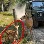 91-stucked-deer-Cover