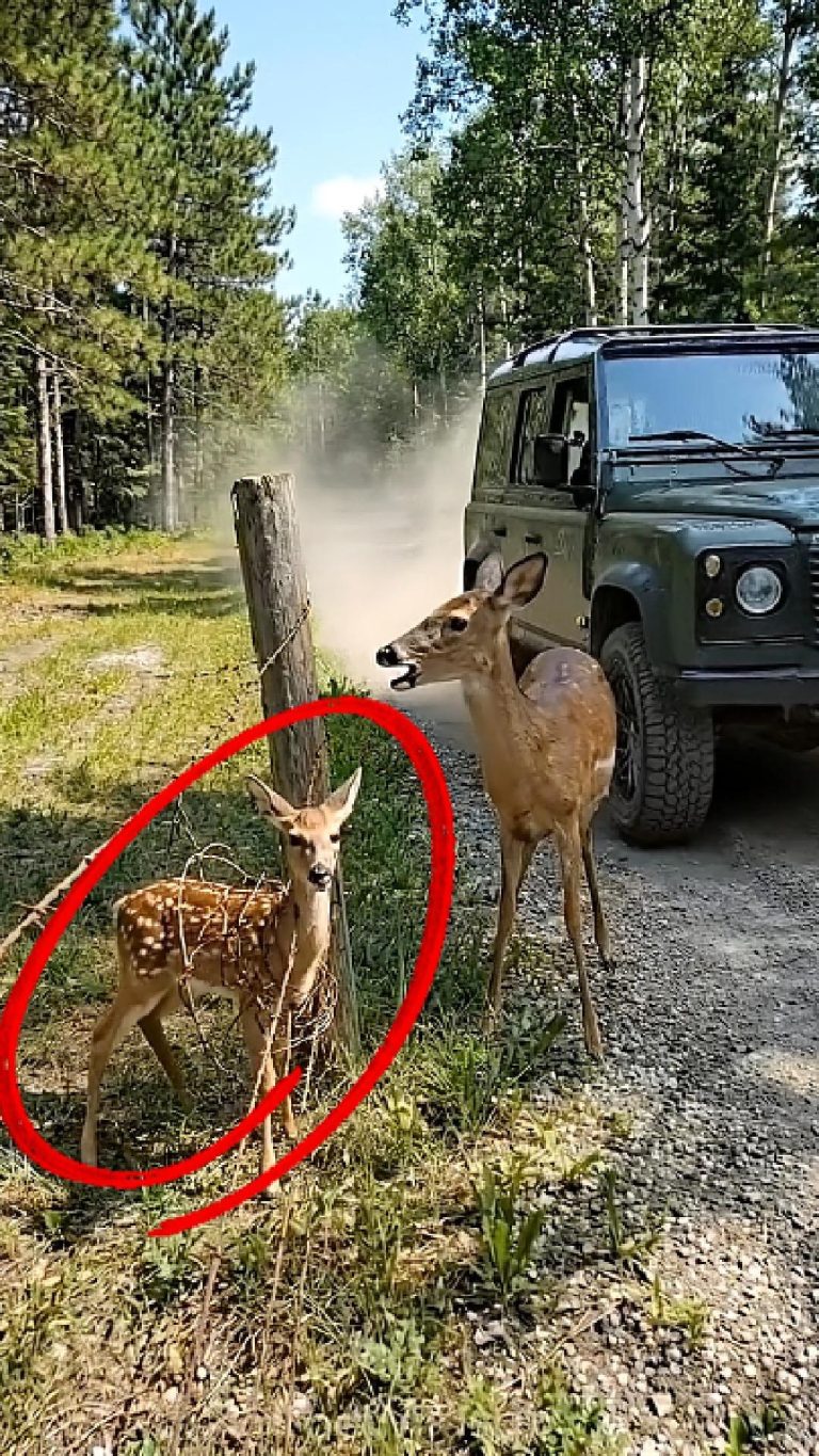 91-stucked-deer-Cover