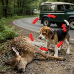 93-dog-deer-Cover