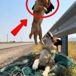 93-puppy-eagle-Cover