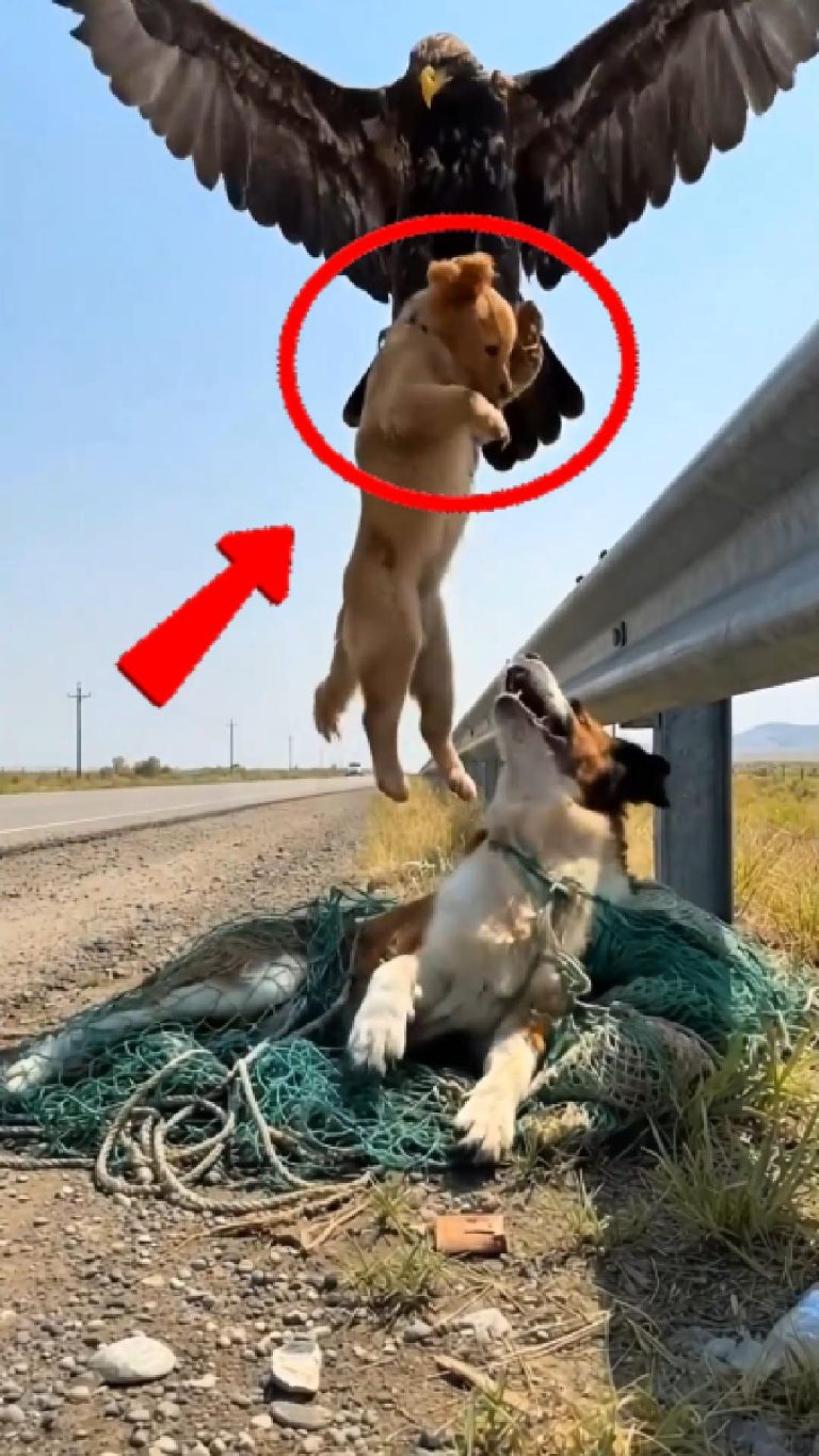 93-puppy-eagle-Cover