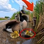 94-goose-raccoon-Cover