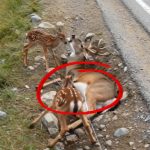95-deer-Cover