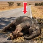 97-elephant-Cover