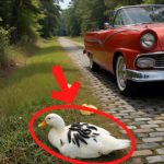 99-duck-Cover