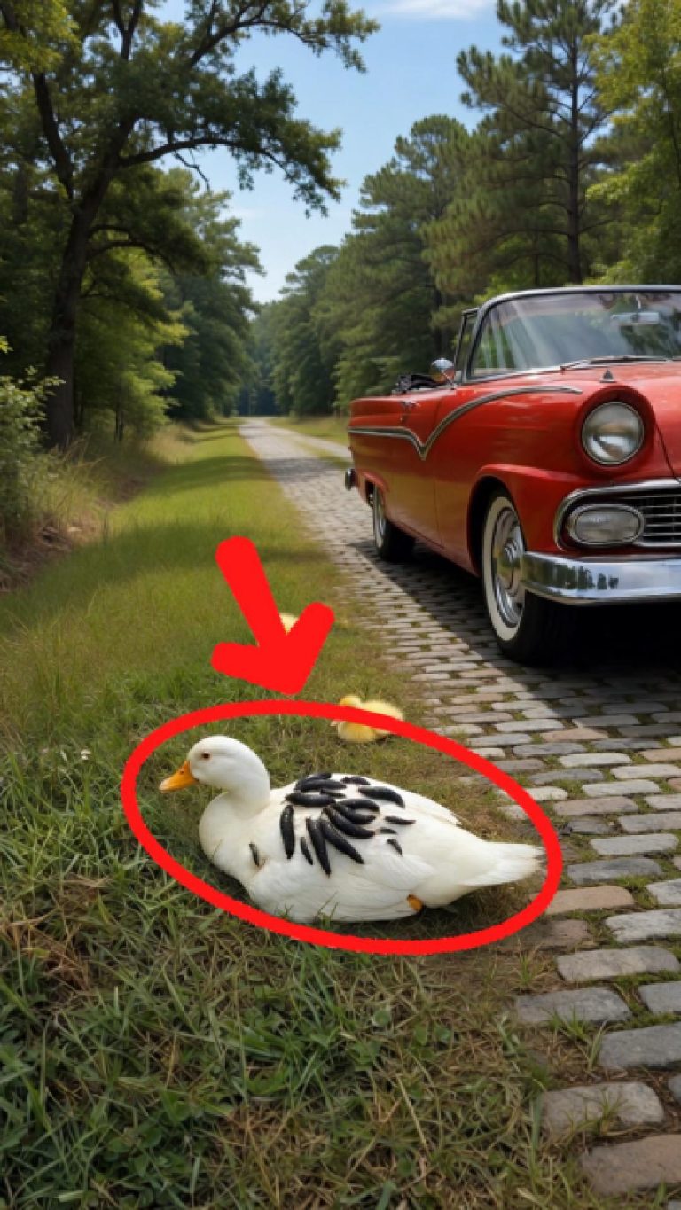 99-duck-Cover