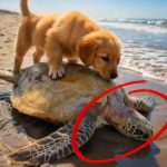 S 132-tortoise-dog-Cover