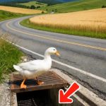 S126-duck-Cover
