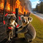 S128-koala-fire-Cover