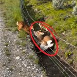 deer-tied-Cover (1)