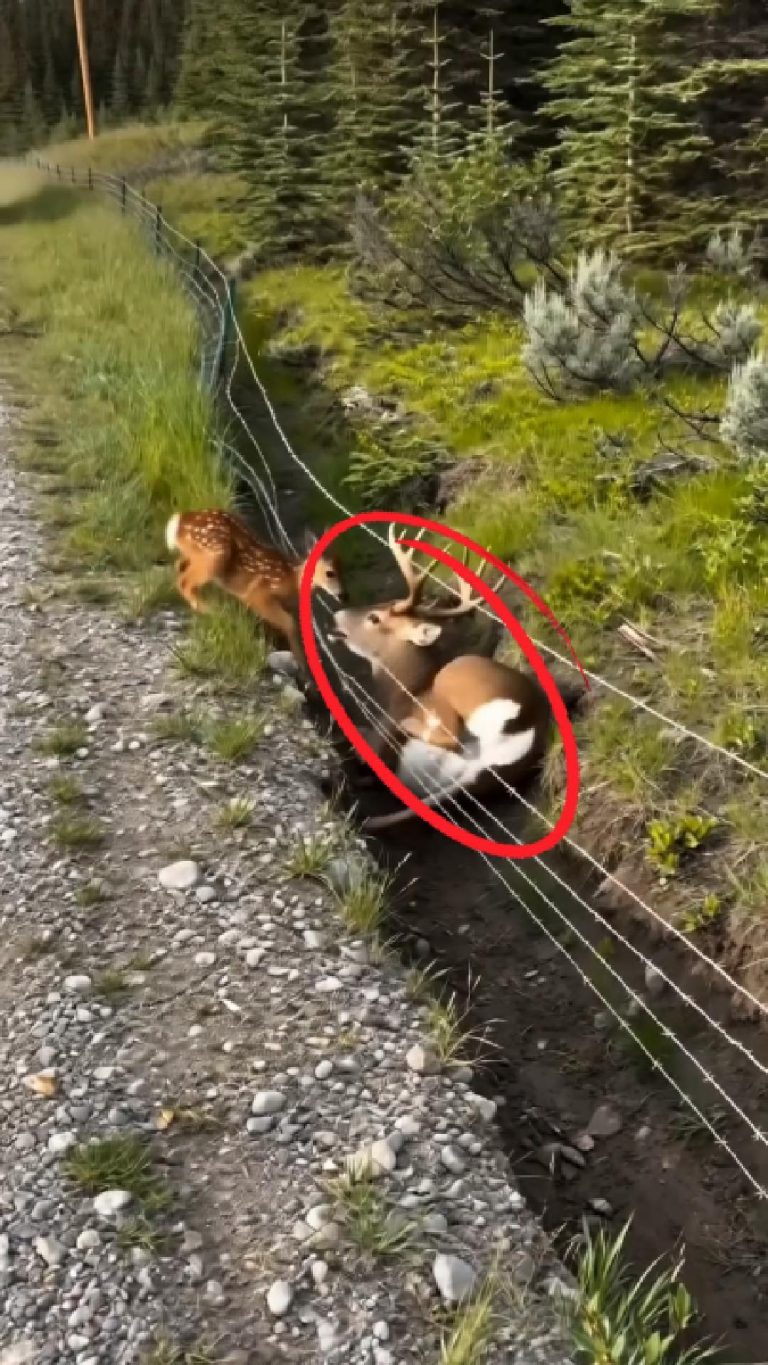 deer-tied-Cover (1)