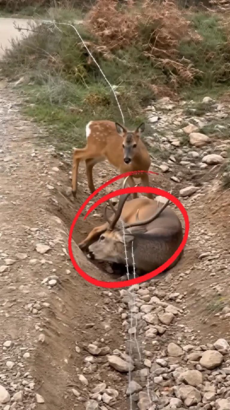 10-deer-FB-Cover