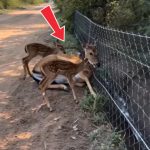 13-deer-stucked-Cover