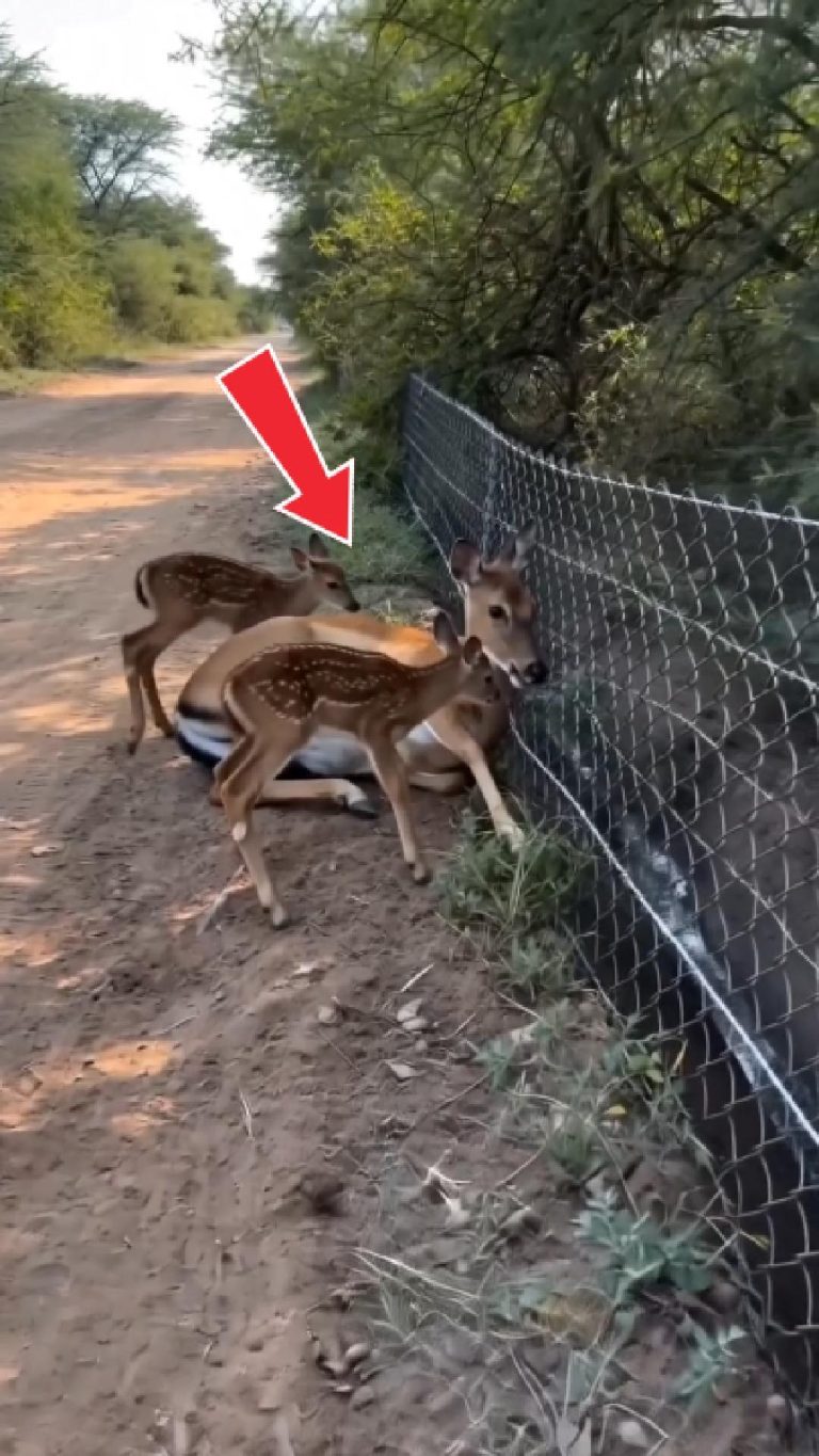 13-deer-stucked-Cover