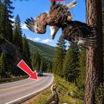 138-eagle-Cover