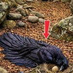 139-crow-egg-Cover