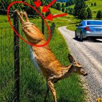 139-deer-Cover