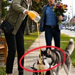 140-divorced-dog-Cover