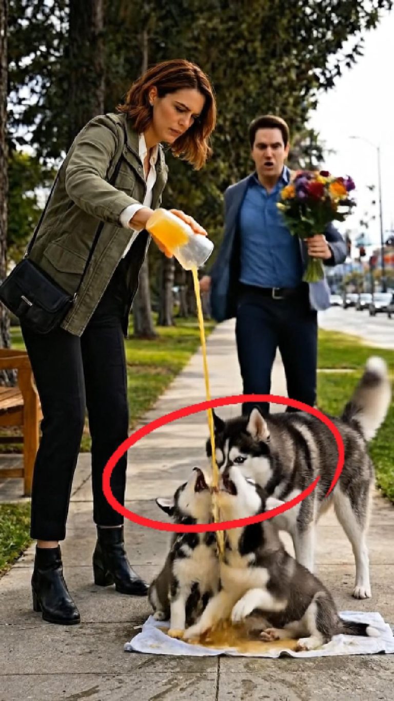 140-divorced-dog-Cover