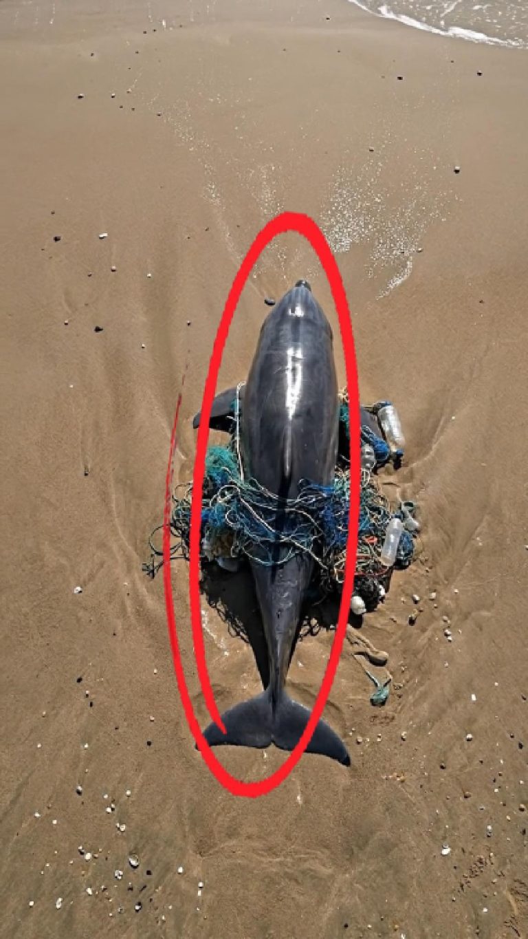 141-dolphin-Cover