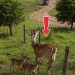 142-deer-stucked-Cover