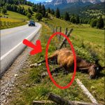 142-horse-Cover