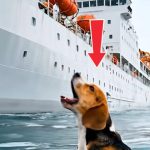 143-dog-ship-Cover