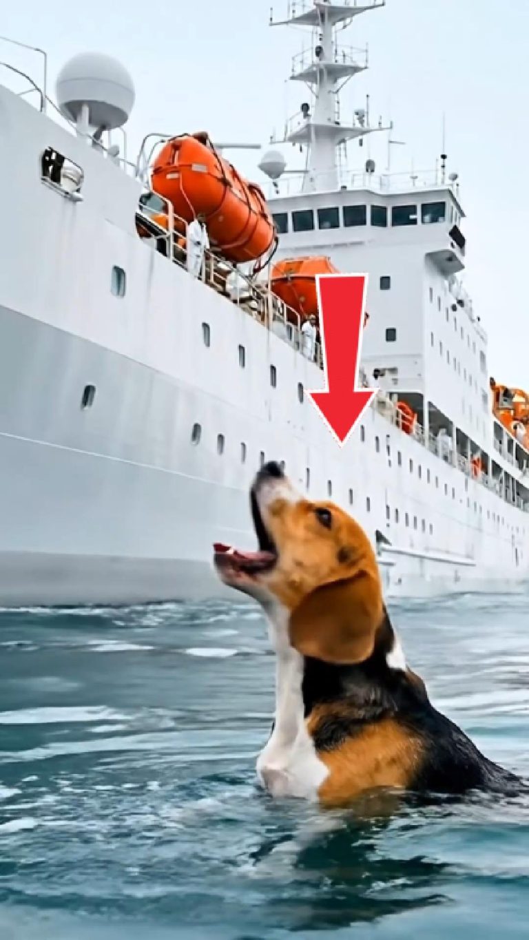 143-dog-ship-Cover