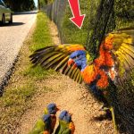 143-parrot-Cover