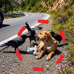144-dog-crow-Cover