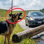 145-dog-rescue-Cover